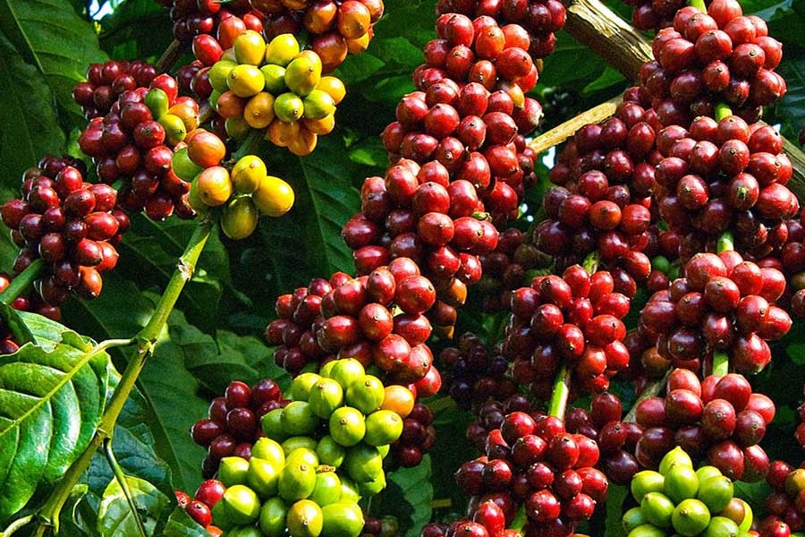 Giá cà phê hôm nay 14/9: Giá cà phê trong nước tiếp tục ổn định
