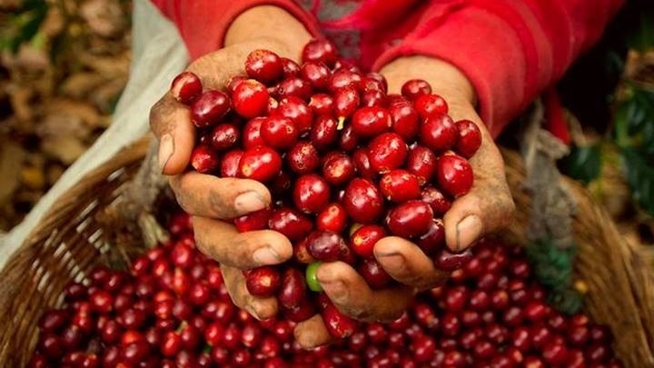 Giá cà phê hôm nay 18/9: Giá cà phê Robusta và Arabica nối tiếp đà tăng