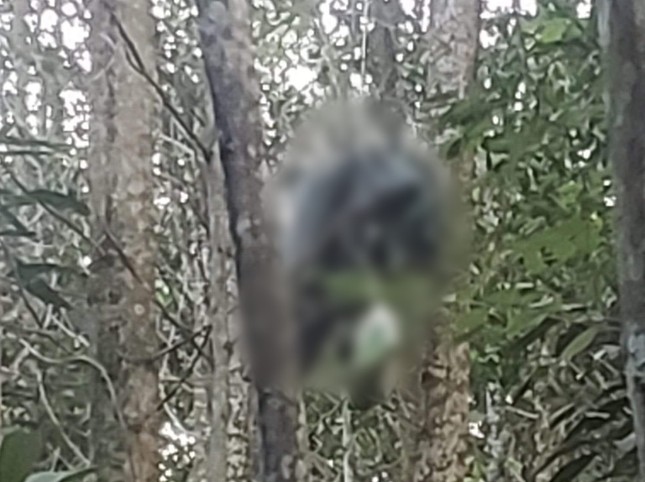 Phát hiện thi thể treo trên cây, nghi bị tai nạn khi bắt ong