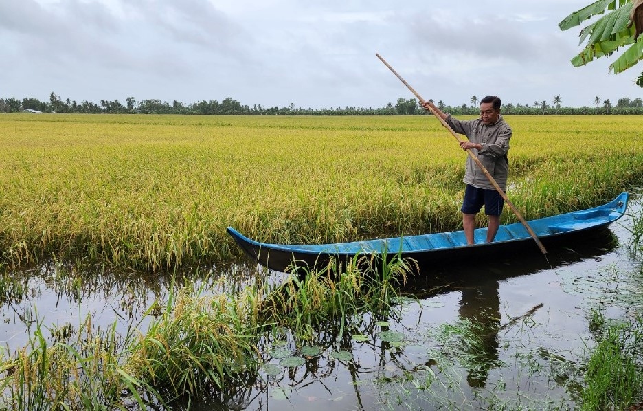 Người dân U Minh khó thu hoạch lúa do mưa kéo dài
