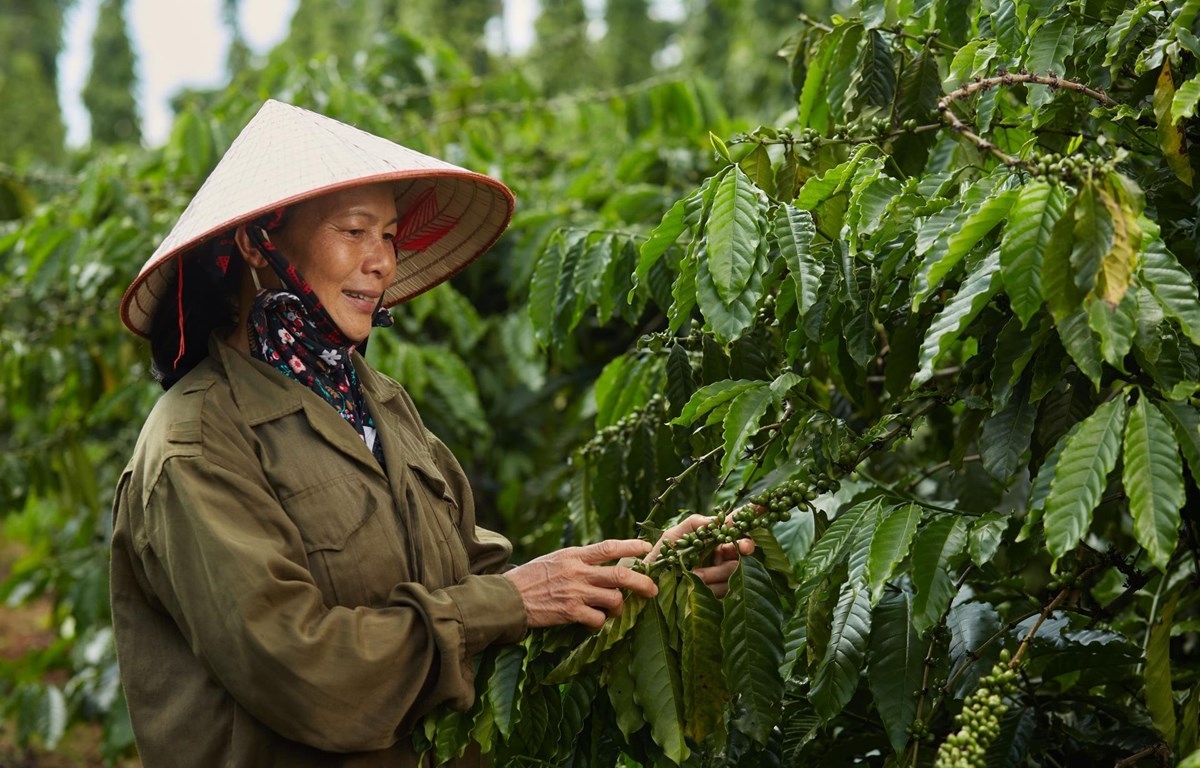 Nâng cao tính bền vững của cây cà phê và hồ tiêu ở Tây Nguyên