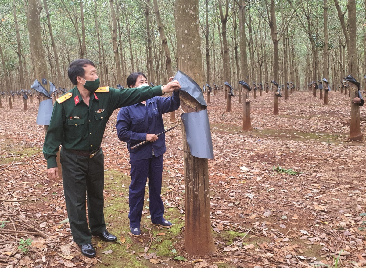 Cây cao su quân đội nâng cao đời sống đồng bào dân tộc nơi biên giới Gia Lai