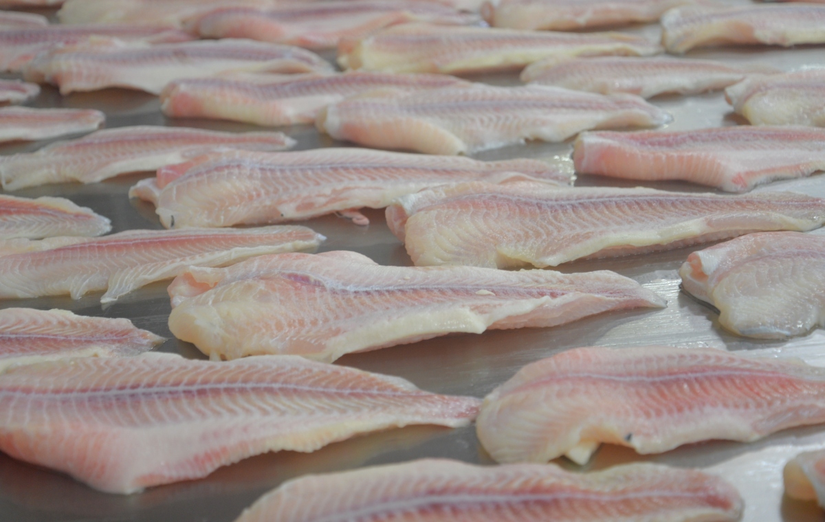 Ngành hàng cá tra vùng ĐBSCL hướng đến kinh tế tuần hoàn, giảm phát thải