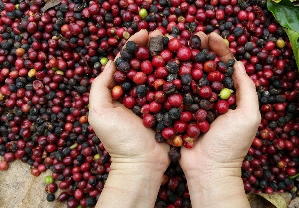 Giá cà phê hôm nay 13/10: Trong nước tăng 100 đồng/kg
