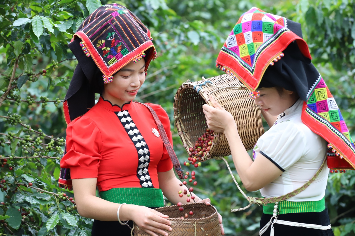 nguoi_dan_htx_doanh_nghiep_san_xuat_ca_phe_o_son_la_ky_vong_le_hoi_ca_phe_se_la_dip_de_quang_ba_gioi_thieu_san_pham_ca_phe_son_la_toi_ban_be_trong_nuoc_va_quoc_te_20231015153744.jpg