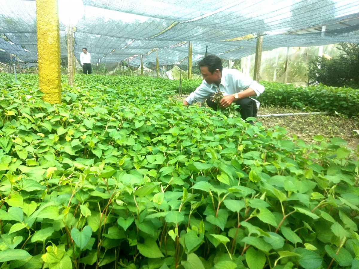 Loại rau bổ phổi, mọc dại nhiều nơi ở Việt Nam nhiều người không biết