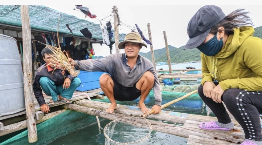 Lý do tôm hùm bông Việt Nam xuất sang Trung Quốc bị ách tắc