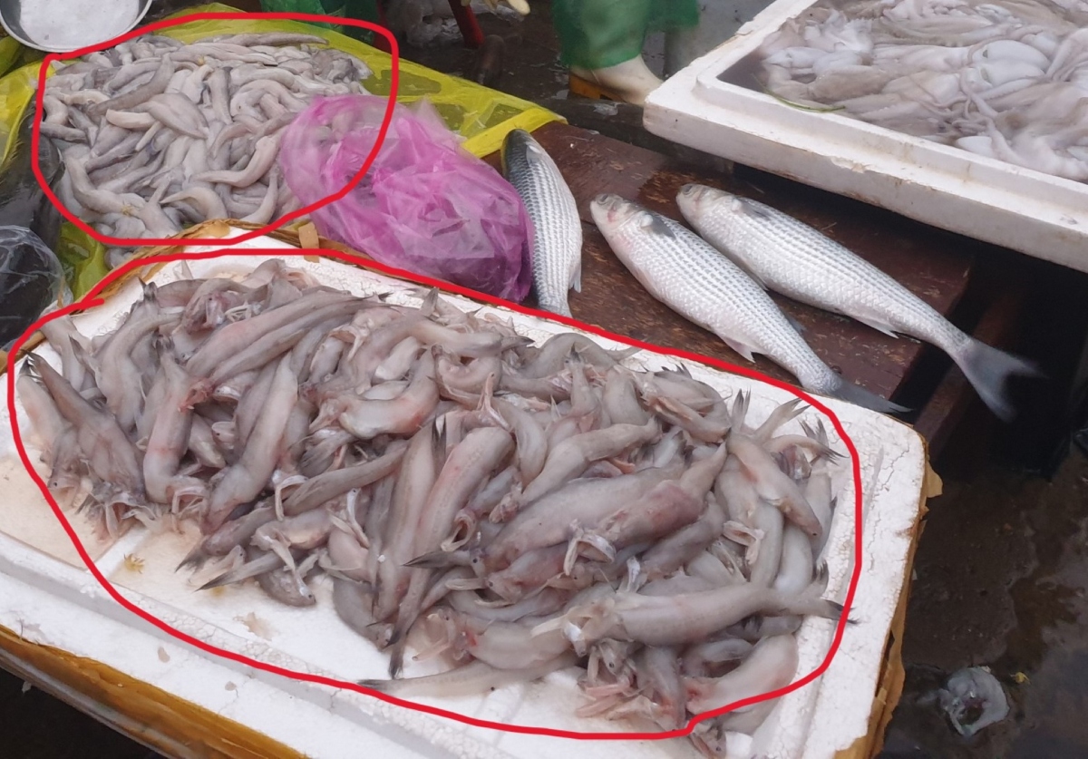 Phát hiện mẫu cá khoai dương tính với phoóc-môn ở Quảng Bình