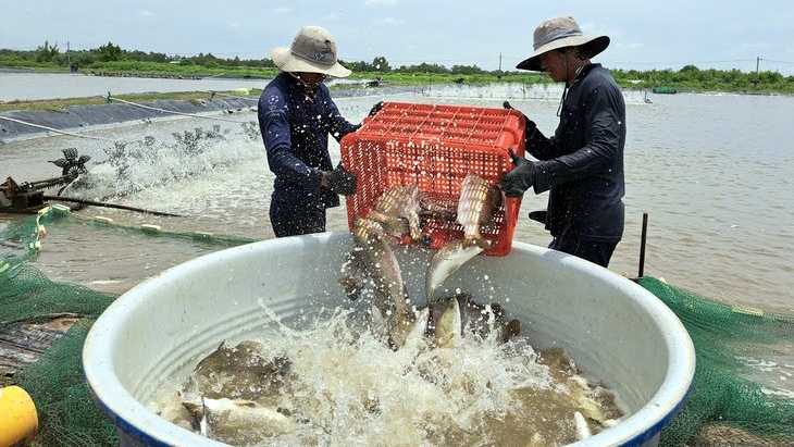 Người nuôi cá chẽm lỗ nặng vì giá bán giảm mạnh