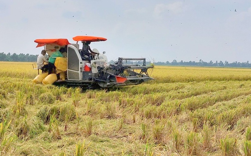 Công nghệ sau thu hoạch mang đến giải pháp tối ưu nâng cao giá trị hạt gạo Việt
