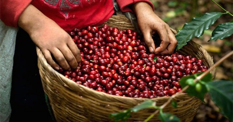 Giá cà phê hôm nay 1/12: Cà phê trong nước cao nhất là 59.000 đồng/kg