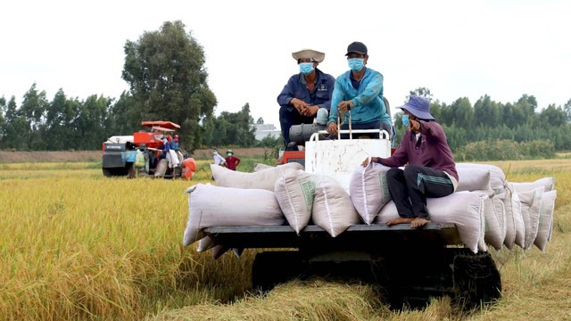 Xuất khẩu gạo Việt Nam lập kỷ lục 4 tỷ USD, cao nhất trong vòng 34 năm