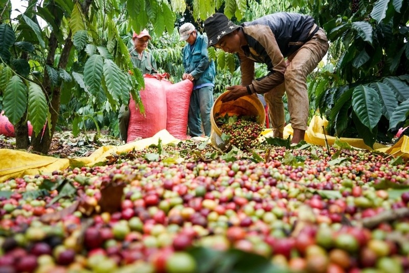 Giá cà phê hôm nay 6/12: Cà phê trong nước cao nhất 60.500 đồng/kg
