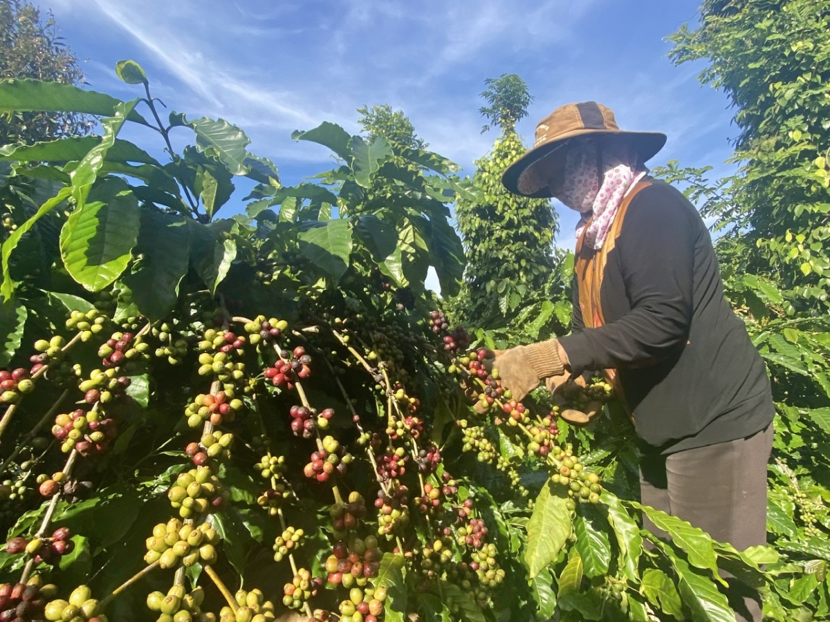 Năng suất cà phê tăng nhẹ, giá bán lập đỉnh, nông dân Đắk Lắk phấn khởi