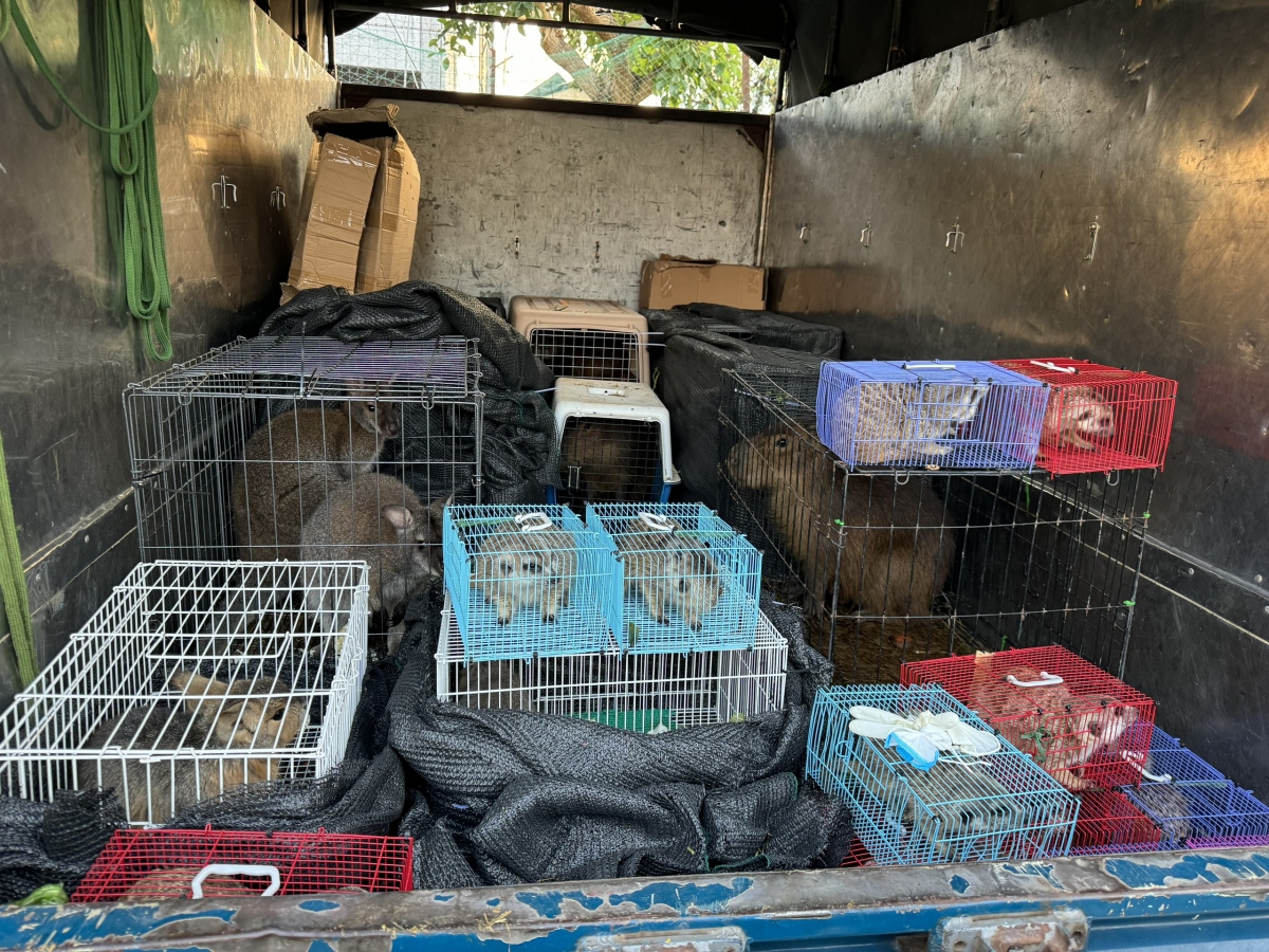 Phát hiện 28 cá thể chồn, chuột túi… trên xe tải