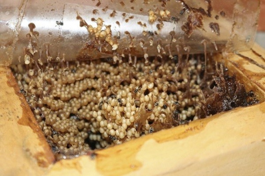 Vì sao mật ong dú có giá “trên trời”?