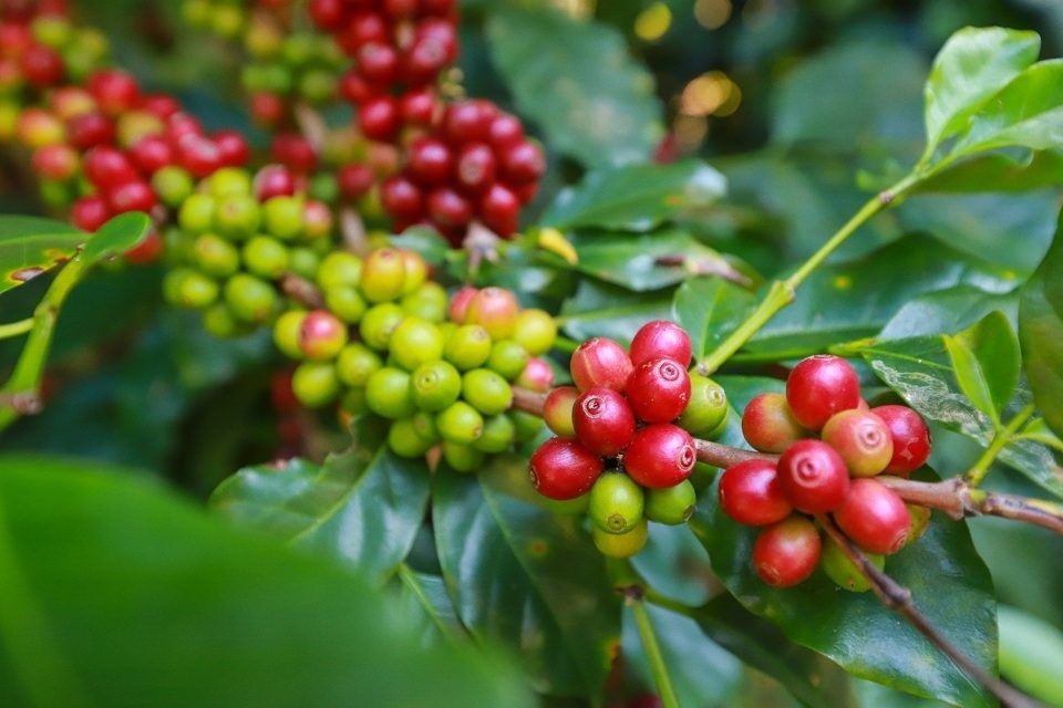 Giá cà phê hôm nay 7/1: Cà phê trong nước tăng, mức thu mua cao nhất 68.300 đồng