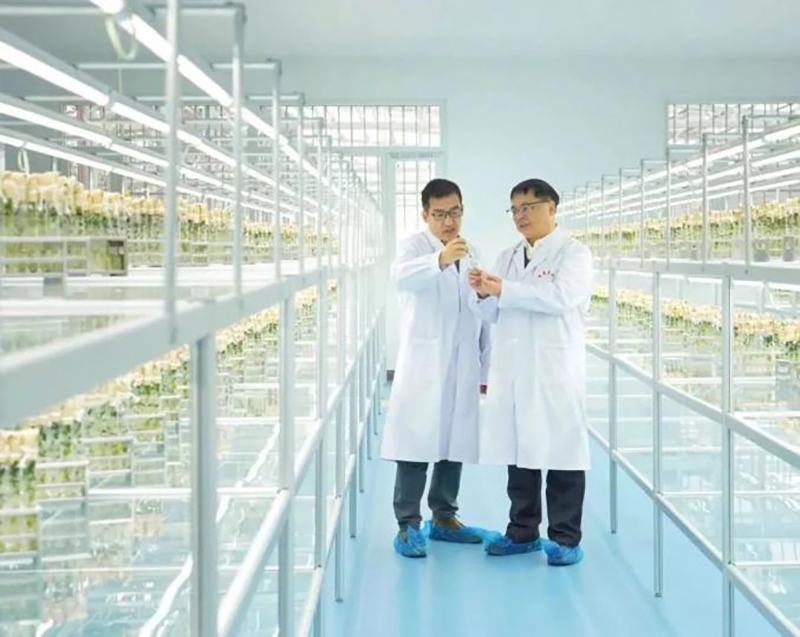 Trung Quốc trồng thử giống khoai tây do tàu Thần Châu-16 mang về từ không gian