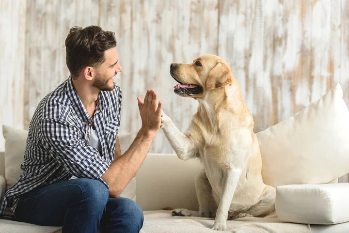 Tại sao chó có thể hiểu tiếng người?