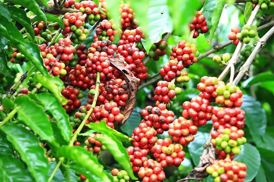 Giá cà phê hôm nay 6/1: Giá cà phê tăng ở cả 2 sàn giao dịch quốc tế