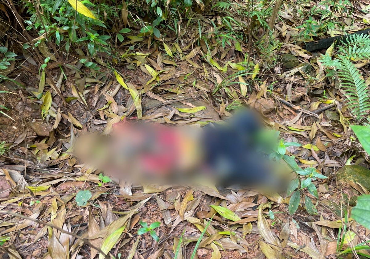 Phát hiện thi thể người đàn ông trong rừng keo ở Quảng Bình