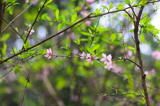 Bài hát "Xuân chiến khu" - Còn đó lâng lâng một ước vọng thanh bình