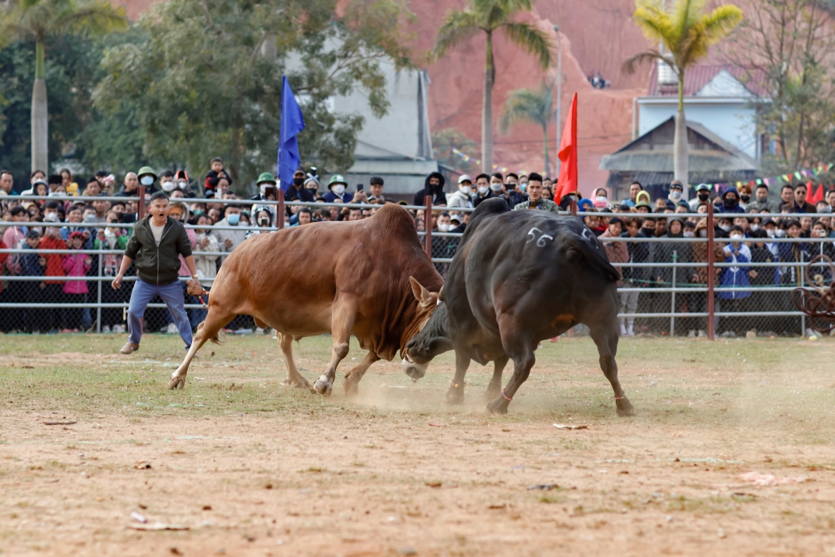 Hàng nghìn người dự hội thi đấu bò đầu xuân ở Điện Biên mùng 2 Tết