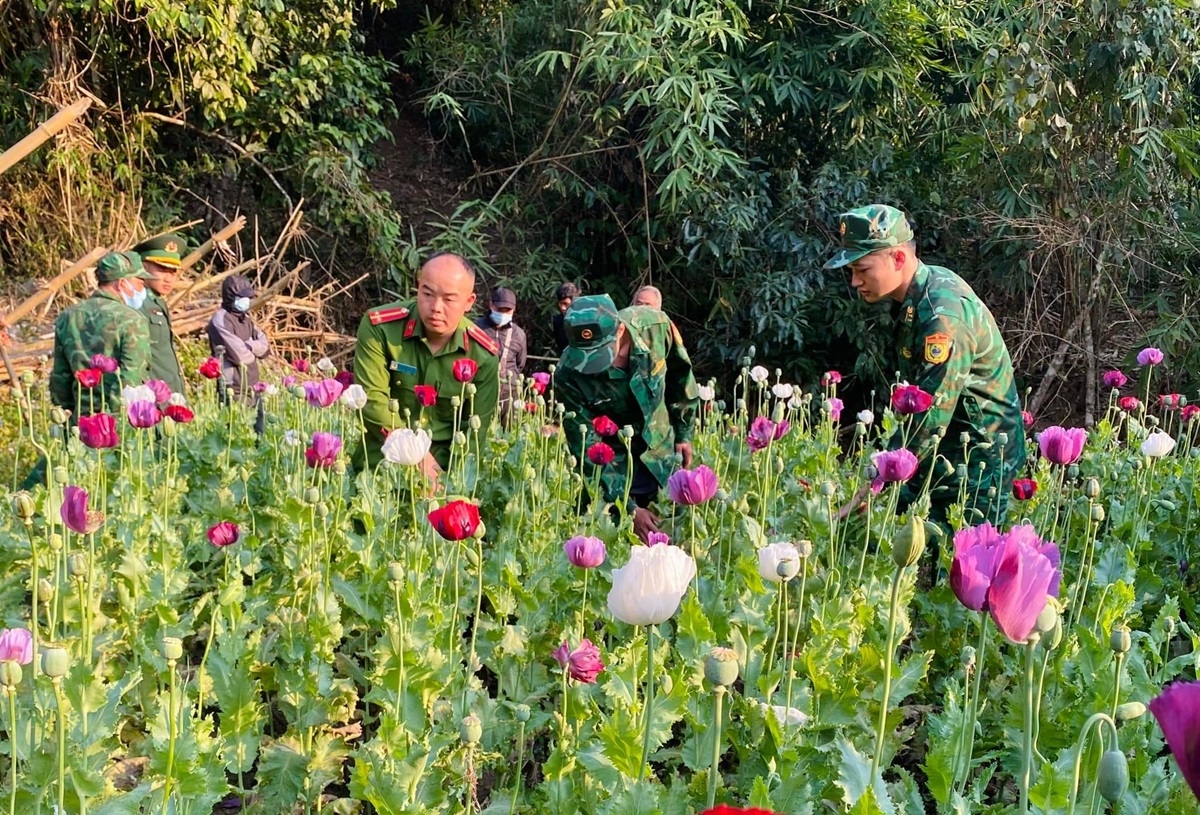 Phát hiện, phá nhổ 600 cây thuốc phiện tại Nậm Pồ, Điện Biên
