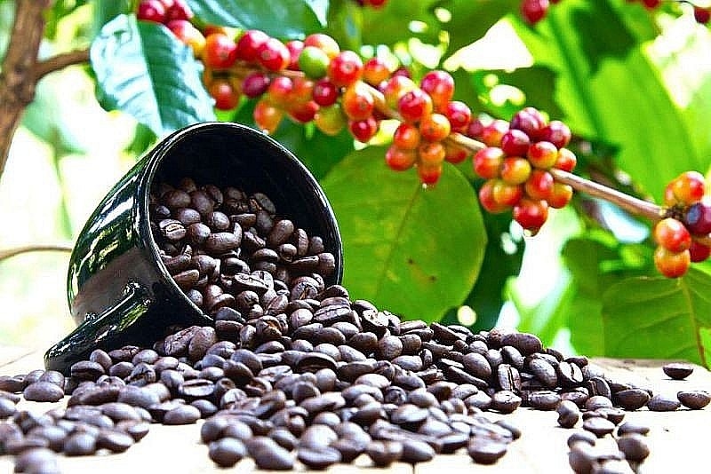 Giá cà phê ngày 25/2: Giá giảm trên 2 sàn giao dịch quốc tế