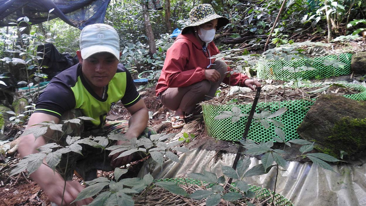 Điều tra 2 vụ trộm trên 800 cây sâm Ngọc Linh ở Kon Tum