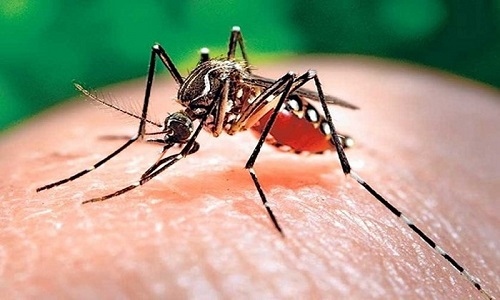 Thành phố Rio de Janeiro (Brazil) ban bố tình trạng khẩn cấp do sốt xuất huyết