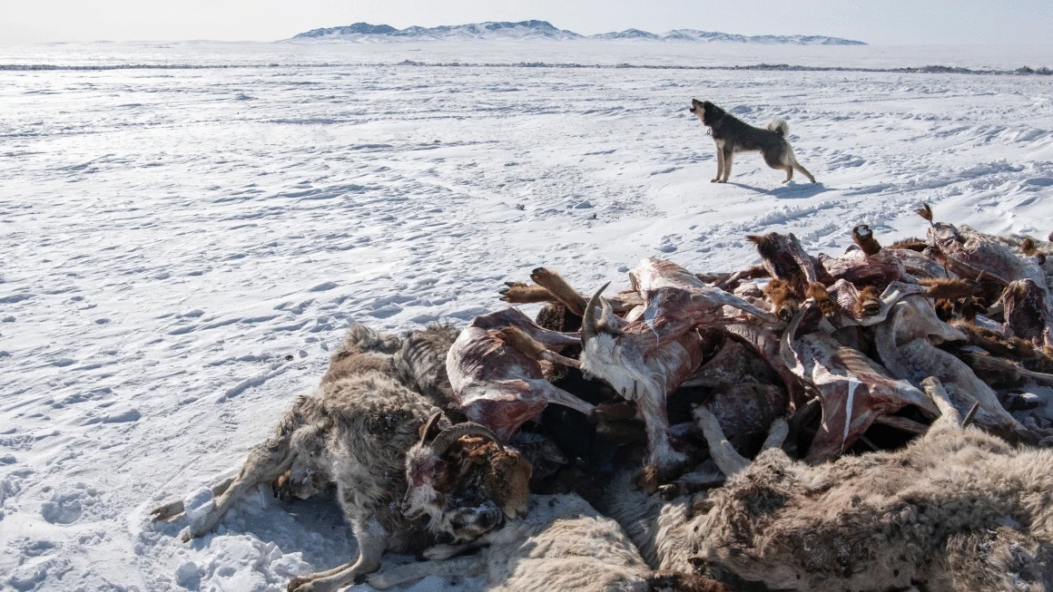 Gần 5 triệu động vật chết trong mùa đông khắc nghiệt nhất ở Mông Cổ