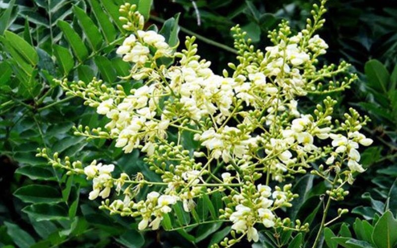 “Hốt bạc” từ loại hoa giúp thanh nhiệt, thải độc