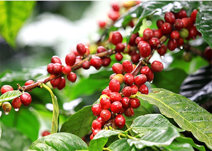Giá cà phê hôm nay 14/5: Cà phê trong nước giá thu mua lên mức 100.000 đồng/kg