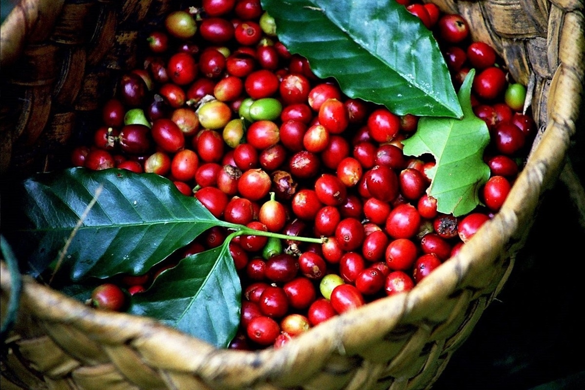 Giá cà phê hôm nay 19/6: Cà phê trong nước tăng 1.000 đồng/kg