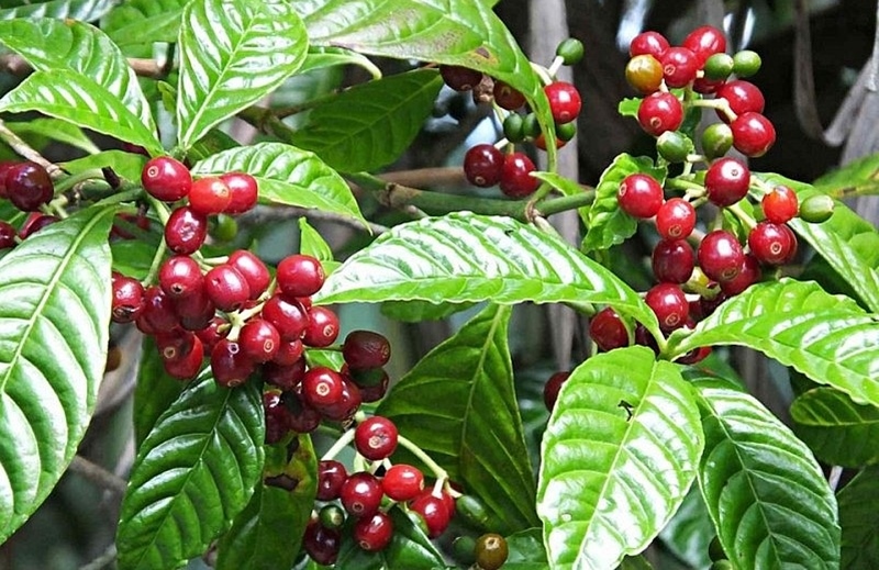 Giá cà phê hôm nay 29/5: Cà phê trong nước tiếp tục tăng lên 116.900 đồng/kg