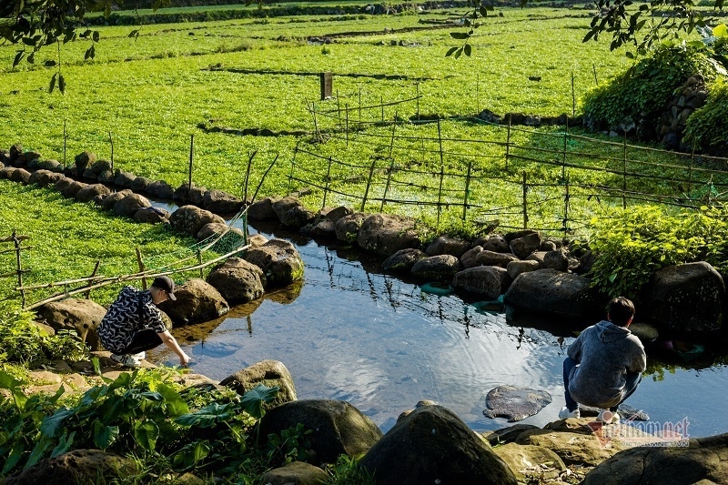 Loại rau sạch nhất Việt Nam, trồng trên ruộng đá tưới nước giếng cổ 5.000 năm
