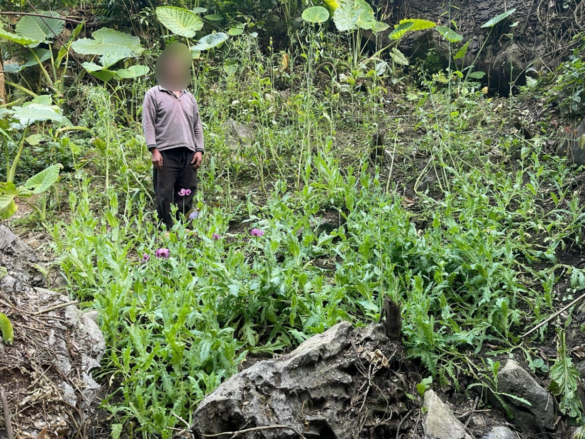 Người đàn ông lén trồng 3 vườn thuốc phiện trong rừng sâu ở Cao Bằng