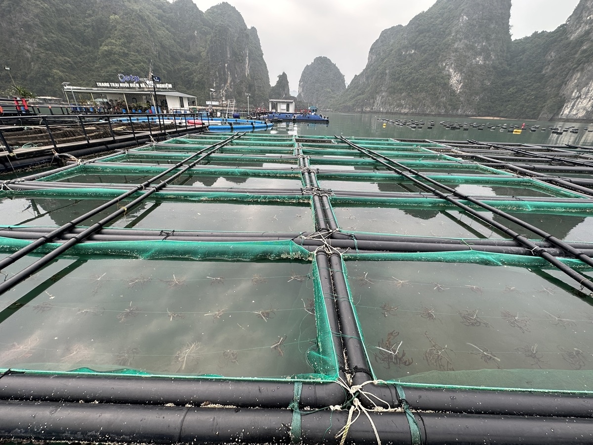 Quảng Ninh tăng cường bảo vệ, phát triển nguồn lợi thủy sản