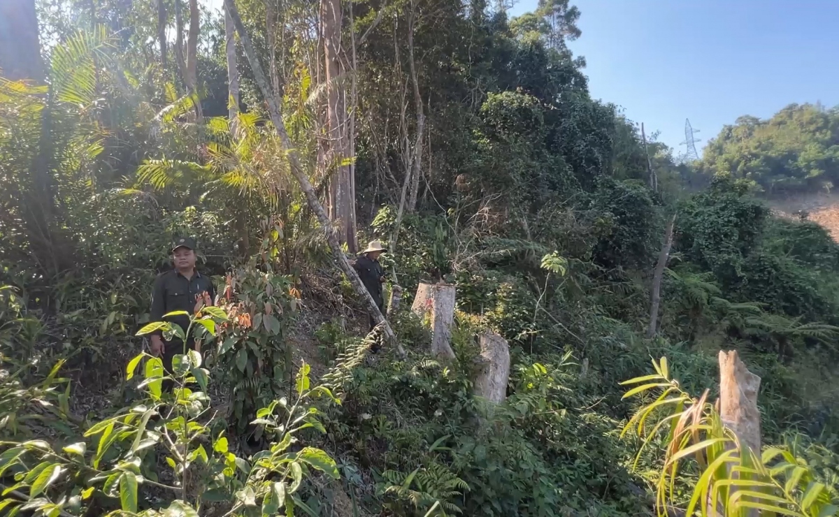 Vụ phá rừng ở Quảng Nam: “Không có chuyện xin khắc phục hậu quả là xong”