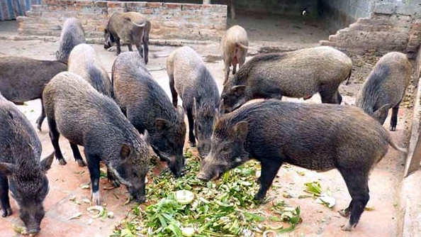 Kiếm cả trăm triệu đồng mỗi năm nhờ nuôi lợn rừng