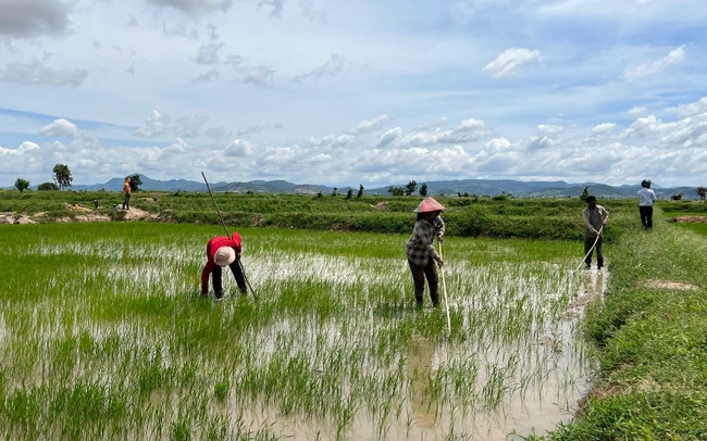 Bắt 4 cán bộ huyện chuyển mục đích sử dụng đất trái quy định ở Thái Bình