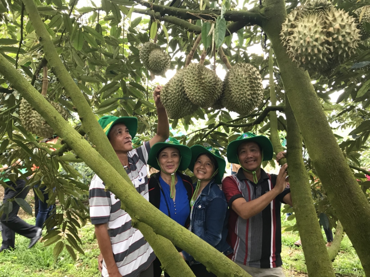 Phân bón Phú Mỹ: Bí quyết cho cây dưa và sầu riêng những mùa bội thu