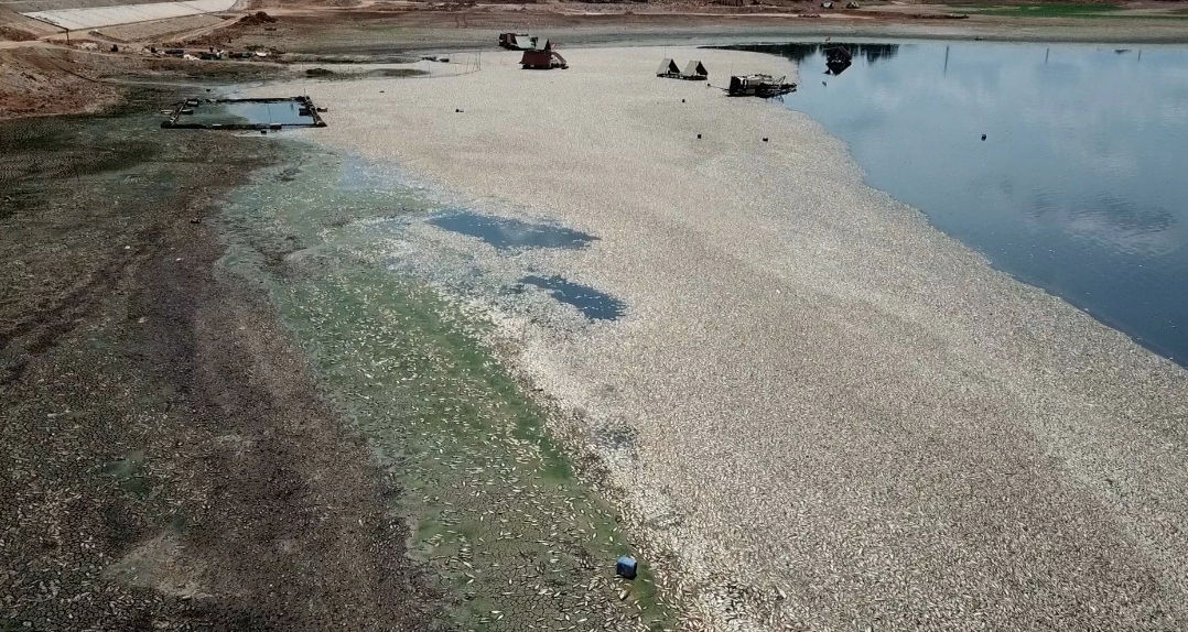 Hoàn thành vớt cá chết tại hồ Sông Mây, Đồng Nai