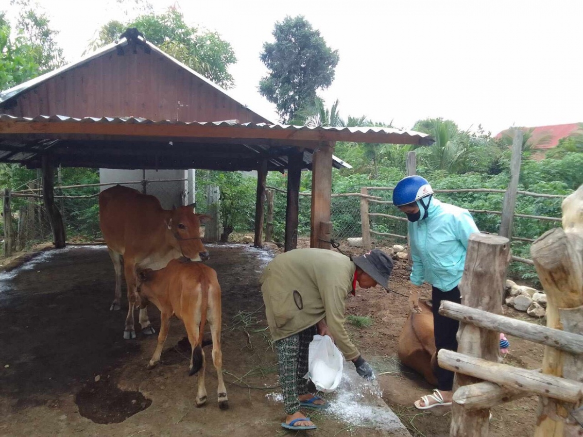 Phát sinh ổ dịch 39 con trâu, bò lở mồm long móng ở Gia Lai