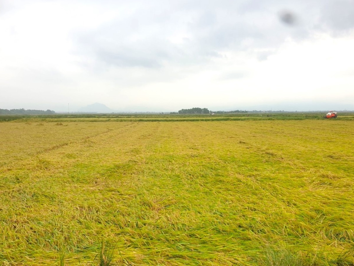 Nhiều ruộng lúa ở Quảng Bình bị ngã đổ do mưa lớn