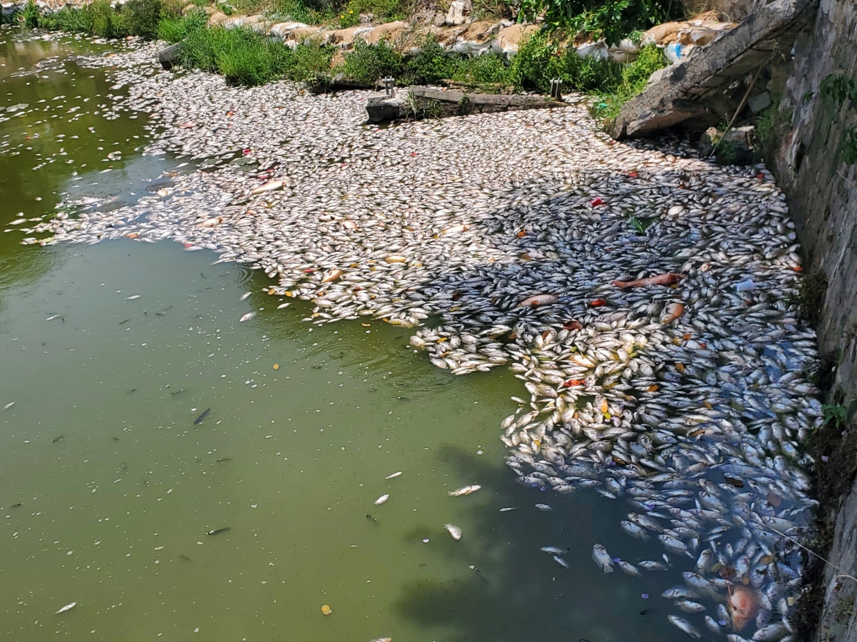 Bình Định lấy mẫu xét nghiệm tìm nguyên nhân cá chết ở hồ Bàu Sen
