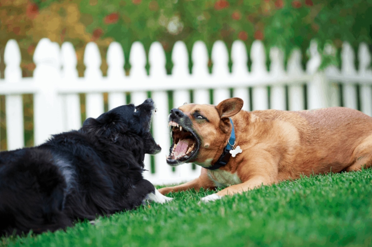 Liên tiếp trường hợp chó tấn công người: Khi nào hết tình trạng chó thả rông?