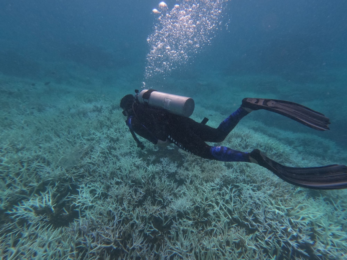 Tạm dừng hoạt động bơi lội, lặn xem san hô một số khu vực ở Côn Đảo