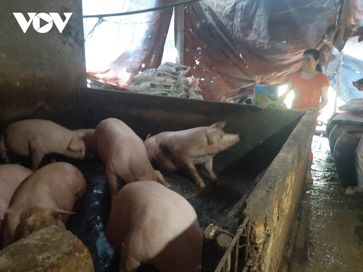 Lạng Sơn, Bắc Kạn ngăn chặn dịch tả lợn châu Phi lây lan diện rộng